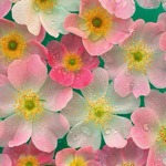 1号生鲜思念三鲜大馅馄饨500g体验测评 河南消费者的真实反馈