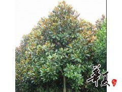 自然与匠心 项城玉斌苗圃场与品质广玉兰的绿色供应